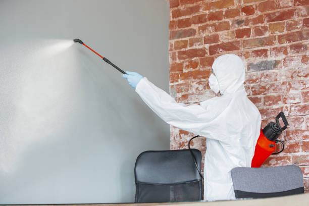 Best Attic Mold Removal  in Kotlik, AK