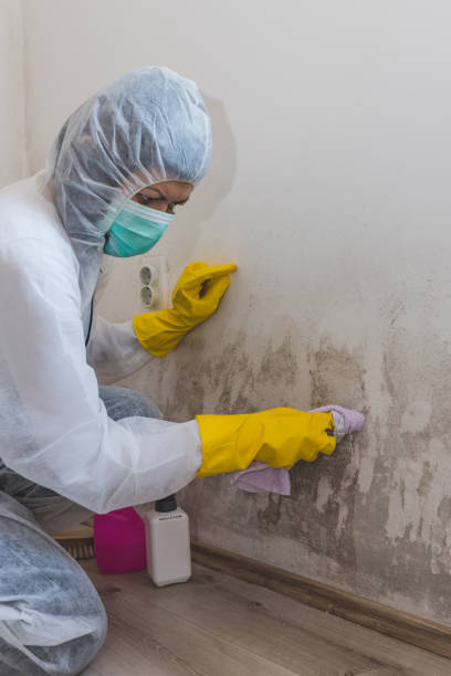 Best Dehumidification Services  in Kotlik, AK