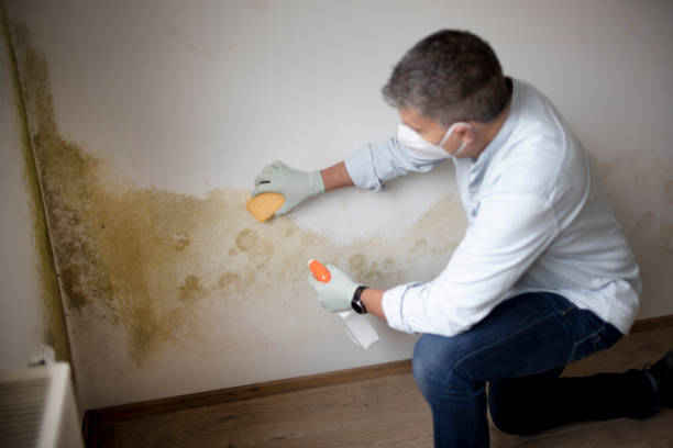 Best Mold Odor Removal Services  in Kotlik, AK